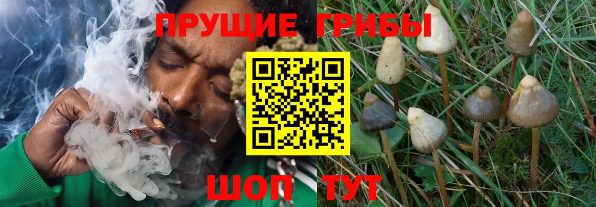 Псилоцибиновые грибы GOLDEN TEACHER Заинск